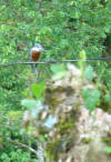 ringed kingfisher in Costa Rica